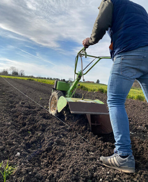 Preparazione del terreno